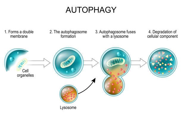Cellular cleanup and autophagy diagram